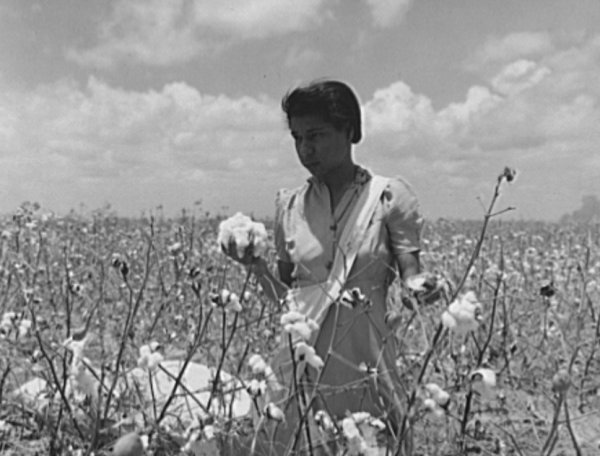 Image: Photo of girl harvesting cotton crop by Howard R. Hollem, 1942. From the Library of Congress.